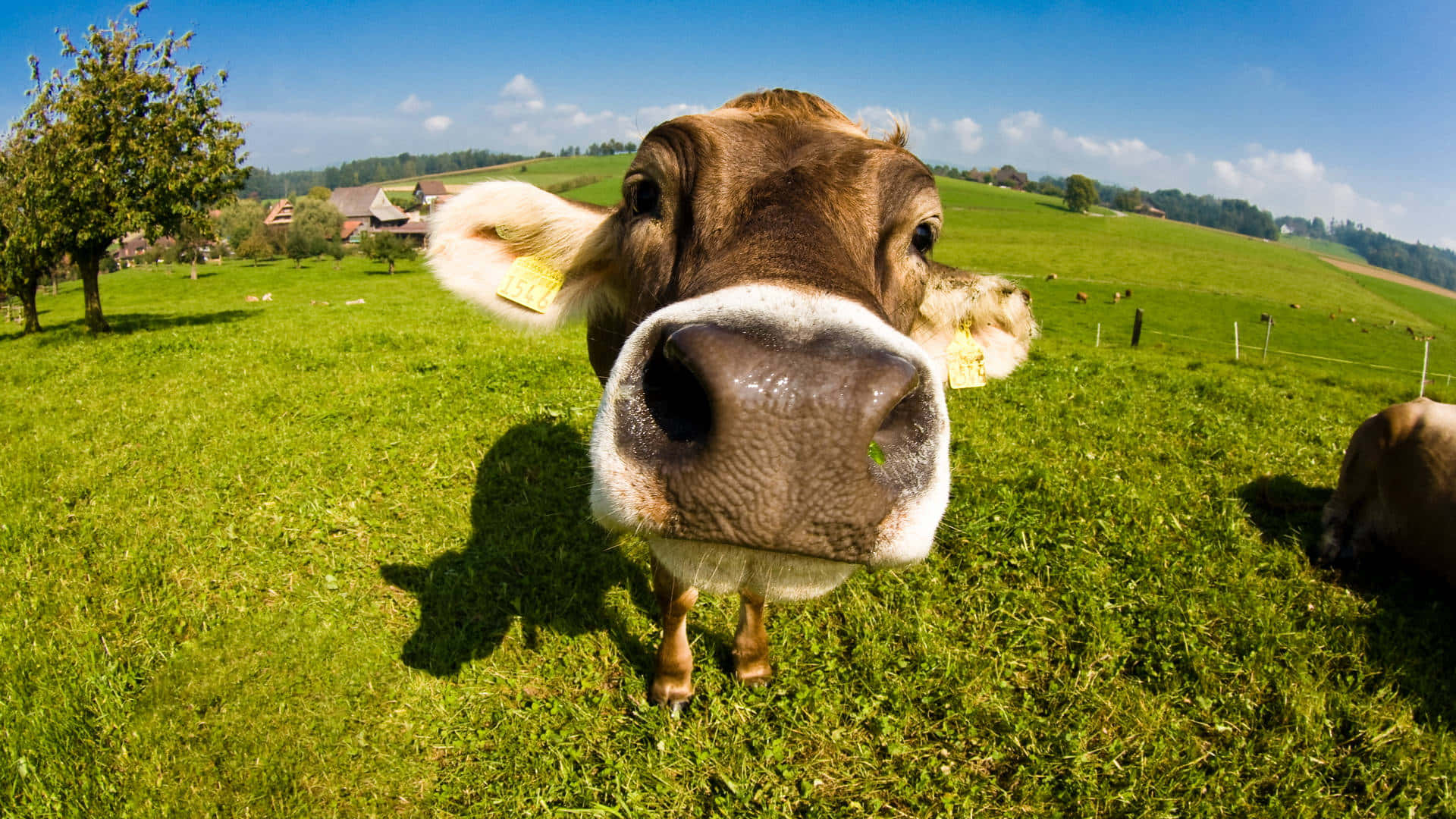 ¡Increíble! Las vacas no solo te conocen, ¡también reconocen tu cara y tu voz!